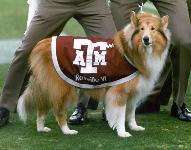 Reveille: Texas A&M Official Mascot's History and What Happens If She Barks  in Class